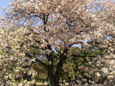 TOKYO, JAPONYAN - 3 Nisan 2018 Japon parkında kiraz çiçeği sakura çiçekleri. İnsanlar gruplar halinde yerde oturur, rahatlar ve güzel manzaranın tadını çıkarırlar..