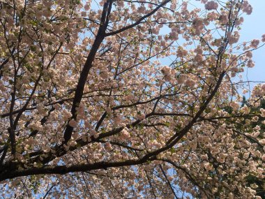 TOKYO, JAPONYAN - 3 Nisan 2018: Japonya parkında mavi gökyüzü üzerinde bahar zamanı güzel sakura çiçekleri. Ağaç dallarından sarkan büyük çiçekler..