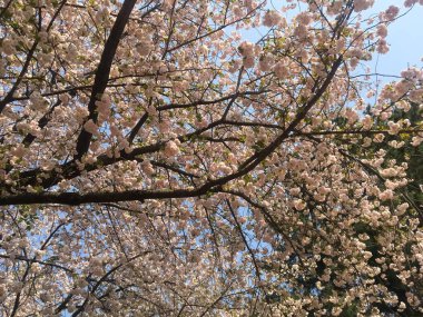 TOKYO, JAPONYAN - 3 Nisan 2018: Japonya parkında mavi gökyüzü üzerinde bahar zamanı güzel sakura çiçekleri. Ağaç dallarından sarkan büyük çiçekler..