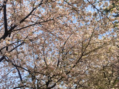TOKYO, JAPONYAN - 3 Nisan 2018: Japonya parkında mavi gökyüzü üzerinde bahar zamanı güzel sakura çiçekleri. Ağaç dallarından sarkan büyük çiçekler..