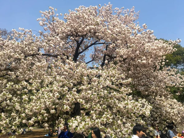2018年4月3日 樱花在日本公园开花 人们成群结队地坐在地上 放松地欣赏美丽的景色 — 图库照片