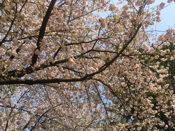 Tokyo Japan April 2018 Beautiful Sakura Flowers Spring Time Blue — Stock Photo, Image