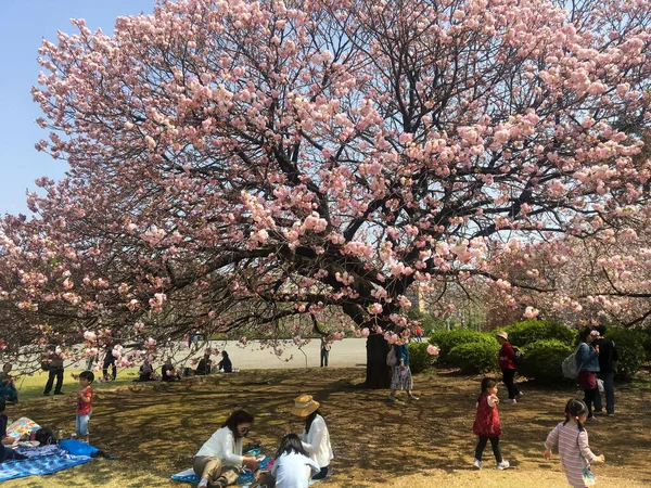 Tokyo Japon Avril 2018 Fleurs Sakura Fleurs Cerisier Dans Parc — Photo