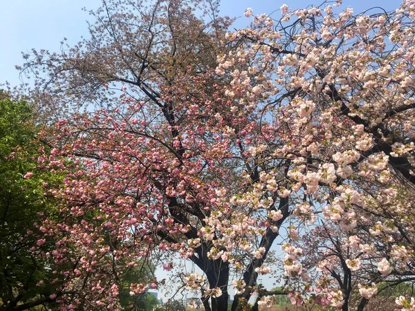 日本东京 2018年4月3日 美丽的樱花在春天在日本公园的蓝天上绽放 树枝上挂着的大花 — 图库照片
