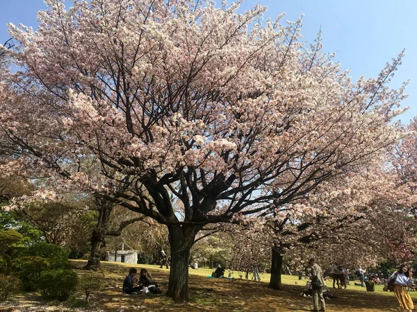 Tokyo Japon Avril 2018 Fleurs Sakura Fleurs Cerisier Dans Parc — Photo