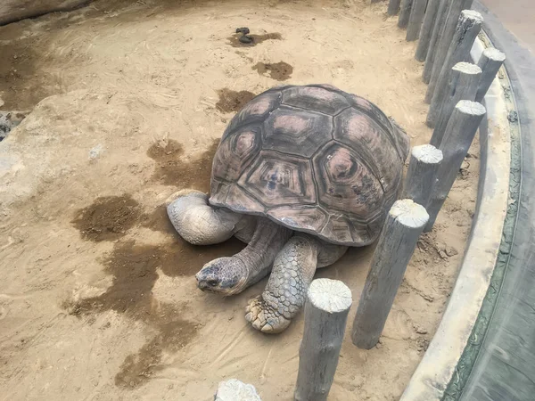 Tokio Japan April 2018 Große Schildkröten Krabbeln Japanischen Zoo Große — Stockfoto