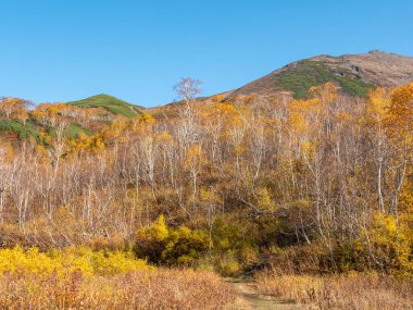 Vachkazhets dağ sırasının arka planında parlak altın sonbahar. Mavi gökyüzü ve dağların arka planında sarı yaprakları olan sonbahar ormanı. Kamçatka Yarımadası, Rusya.