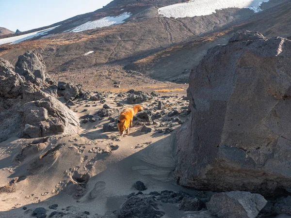 Volcanic Rock Road Mutnovsky Volcano Wild Red Fox Looking Food — Stock Photo, Image