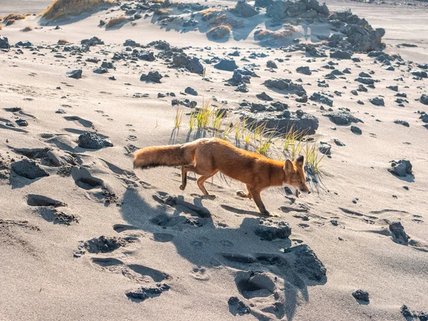 Vulkanische Rotsweg Naar Mutnovsky Vulkaan Wilde Rode Vos Zoek Naar — Stockfoto