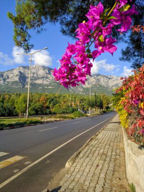 Kemer, Türkiye 'de açık havada güneşli bir gün. Parlak leylak çiçekli dal yolun arka planına yakın ve ufukta yüksek dağlar.