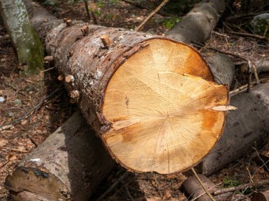 Ormandaki odunların üzerinde duran devrilmiş bir ağacın kenarı. Yakın plan, kenarları kırık bir ağacın halkalarını gösteriyor. Karachay-Cêess Cumhuriyeti, Rusya