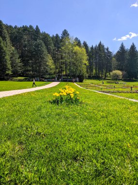 İnsanlar büyük Kislovodsk Ulusal Parkı 'nda yürüyor. İnsanlar mavi gökyüzüne karşı yeşil ve sarı lalelere hayran..