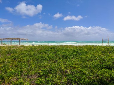Küba sahilinde çiçekli parlak yeşil çimenler yetişir. İnsanlar yüzer, güneşlenir ve okyanusta masmavi gökyüzüne karşı bulutlarla rahatlar..