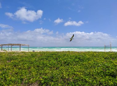 Küba sahilinde çiçekli parlak yeşil çimenler yetişir. İnsanlar yüzer, güneşlenir ve okyanusta masmavi gökyüzüne karşı bulutlarla rahatlar..