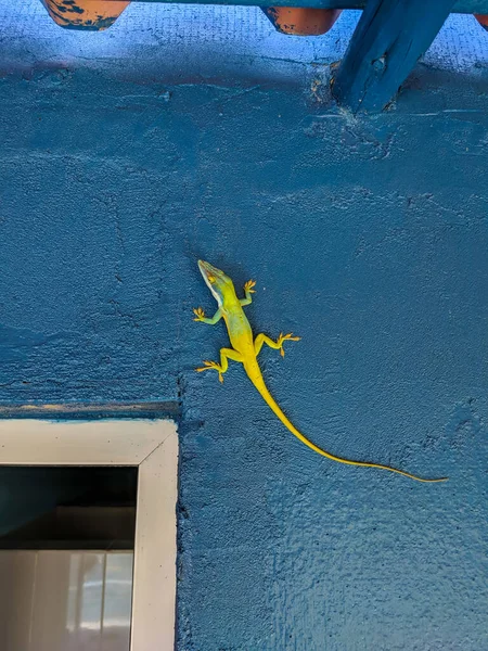 Close Bright Yellow Lizard Sits Wall Blue Building Lizards Often — Stock Photo, Image
