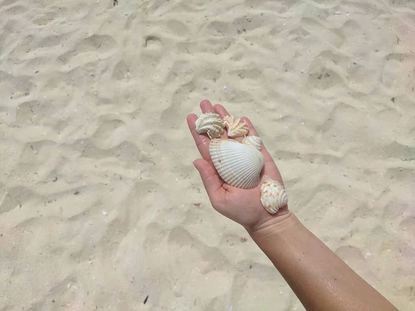 Frau Der Handfläche Hält Eine Vielzahl Von Muscheln Vor Einem — Stockfoto