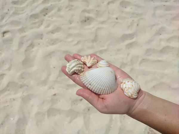 Frau Der Handfläche Hält Eine Vielzahl Von Muscheln Vor Einem — Stockfoto