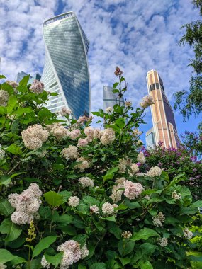 Moskova 'nın gökdelenleri ve kulelerinin arka planında çiçek açan leylak çalılarına yakın plan. Dikey.