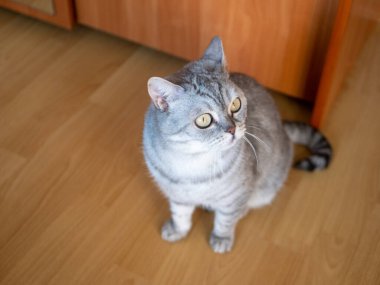 Noyabrsk, Rusya - 30 Ağustos 2020: Sarı gözlü İngiliz kedisi odada yerde oturuyor. Yakın plan..