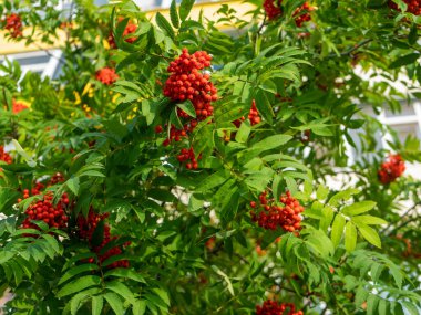Red rowan. Rowan çileği. Bir ağaç dalından sarkan parlak kırmızı demetler.