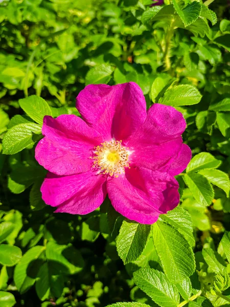 Κοντινό Πλάνο Από Ένα Φωτεινό Ροζ Τριαντάφυλλο Λουλούδι Ισχίου Κάθετη — Φωτογραφία Αρχείου