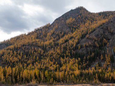 Aktash köyü yakınlarındaki Altai dağlarının sonbahar manzarası ve sık bir orman. Chuysky Yolu, Altai Cumhuriyeti, Rusya.