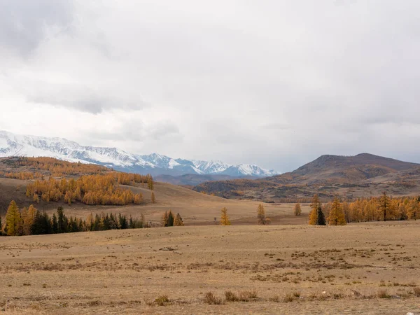 Autumn View Altai Mountains Snowy Peaks Bright Yellow Trees Severo — Stock Photo, Image