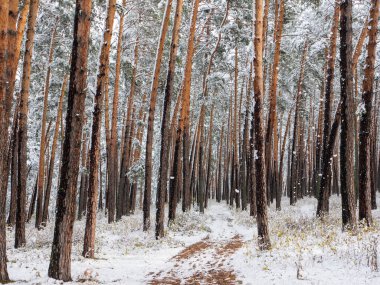 Kardaki orman. Kış filmi. Kozalaklı ormanın derinliklerine giden yol. Chemal Köyü, Altai Cumhuriyeti, Rusya.