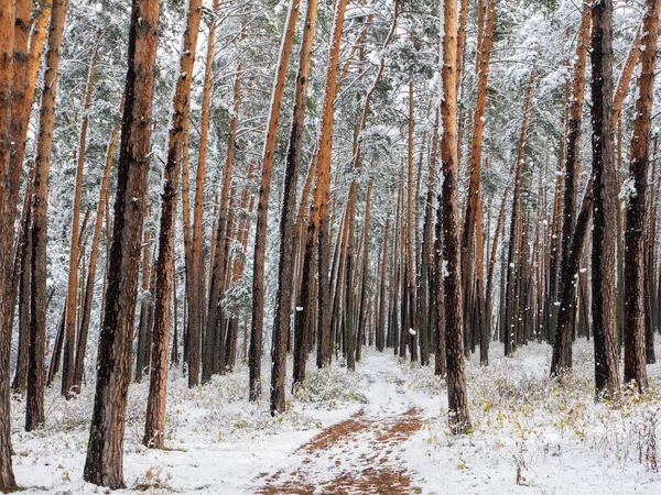 Kardaki orman. Kış filmi. Kozalaklı ormanın derinliklerine giden yol. Chemal Köyü, Altai Cumhuriyeti, Rusya.