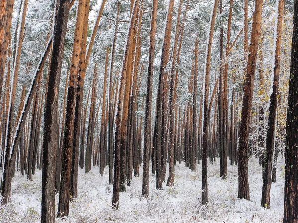 Las Śniegu Zimowe Zdjęcie Śnieg Spada Drzew Wioska Chemal Altai — Zdjęcie stockowe