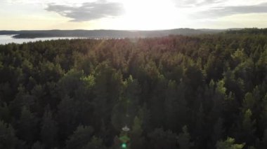 Karelia 'da gün batımında gölü olan çam ormanı. Ağaçların üzerinden uçuyor. Hava görünümü