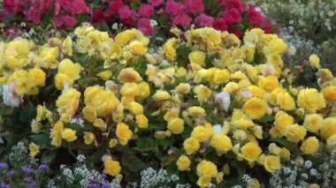 Parktaki güzel çiçek tarhları. Yollar ve çitler