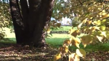 Sonbahar parkında yürü taç ve yapraklar sarı ağaç 
