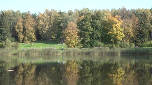 Krajobraz jesienny park staw jezioro. Ludzie chodzą i relaksują się na trawniku przy wzgórzu. — Wideo stockowe