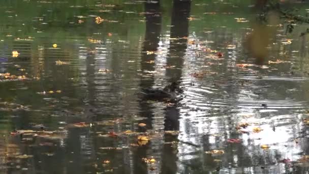 Duck swims in an autumn pond among yellow leaves looking for food. Circles water — Stock Video