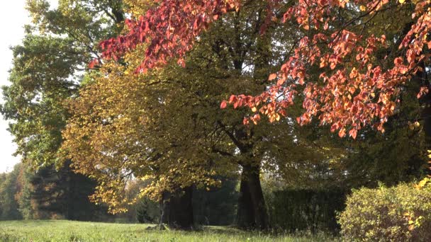 Beau paysage d'automne. un arbre jaune-rouge dans le parc se tortille tranquillement — Video