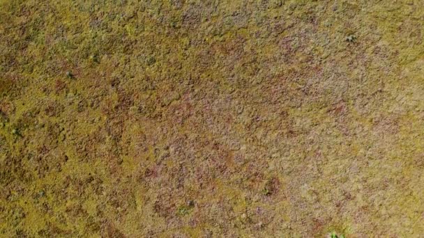 Moeras close-up in een natuurgebied. Luchtfoto van boven naar beneden Vliegen over — Stockvideo