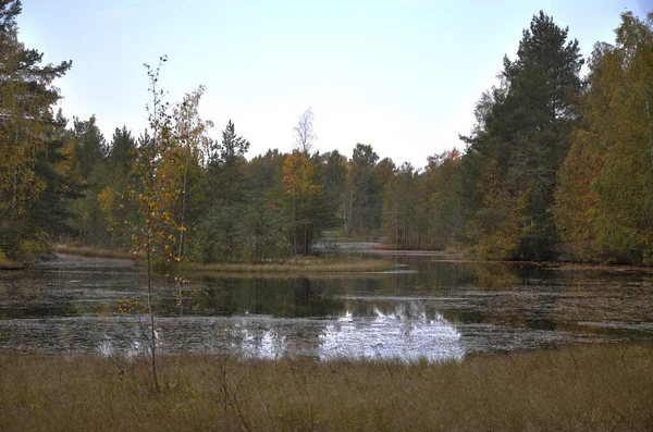 Un beau lac d'automne avec de l'eau miroir. Arbres à feuilles rouges jaunes. Marais — Photo