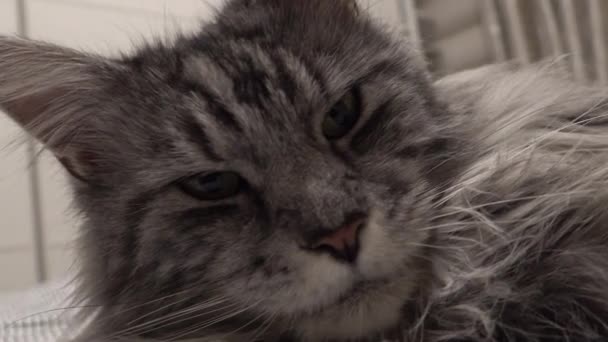 Зблизька кіт Мен Кун сірий. Лежачи на дивані. Зуби на вухах 4К — стокове відео