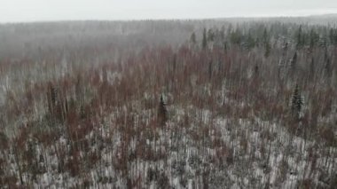 Ormanda kar yağıyor. Kahverengi ağaçların üzerinde yapraksız. Bataklık kışı