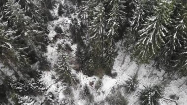 Spruce Ormanı. Kardaki ağaçlar. Yukarıdan aşağıya hava aracı görüntüsü. Üzerimden uçuyor.