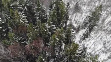 Spruce Ormanı. Kardaki ağaçlar. Yukarıdan aşağıya hava aracı görüntüsü. Üzerimden uçuyor.