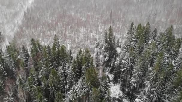 Neve aérea na floresta. baixo acima das árvores marrons sem folhas. Inverno do pântano — Vídeo de Stock