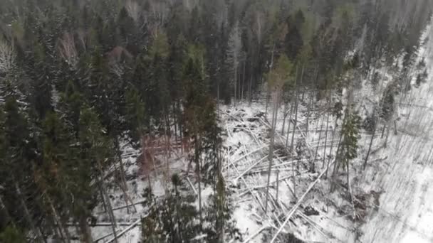 Alberi abbattuti da un uragano nella foresta invernale. Sta nevicando. Vista aerea dall'alto verso il basso — Video Stock