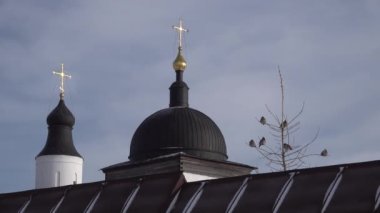 Bohemya balmumu Bombycilla garrulus kuş koltuğu Kilisenin yakınındaki çıplak dallarda