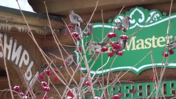 Bohemian waxwing Bombycilla garrulus bird at winter eating Sorbus red berrys — Vídeo de stock