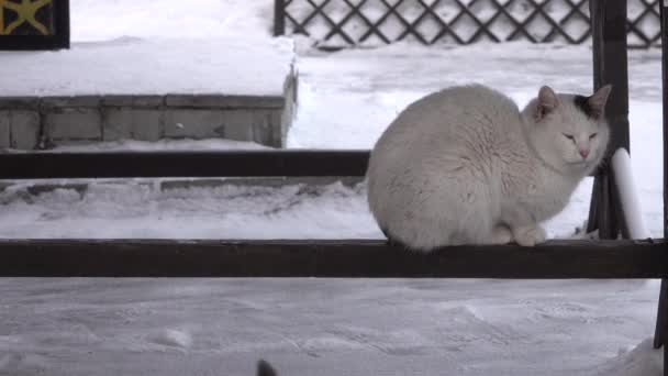 แมวถนนสองตัวนอนและนั่งในฤดูหนาวหิมะบนระเบียงไม้และหนึ่งวิ่งออกไป — วีดีโอสต็อก