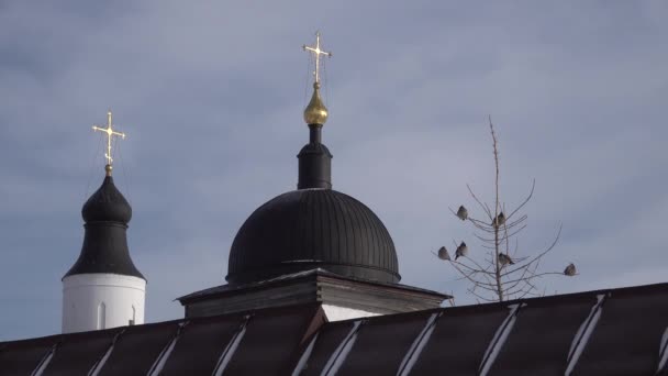 Cera boêmia Bombycilla garrulus assento de pássaro nos ramos nus perto da Igreja — Vídeo de Stock