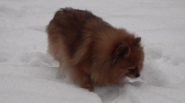 Pomeranian tükürük ponponu Kışın beyaz kar yiyen kızıl tüylü köpek. 