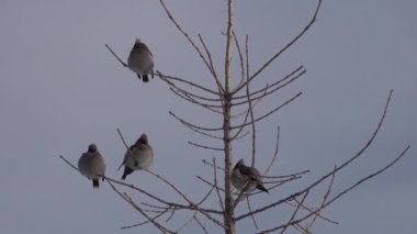 Bombycilla Garrulus 'un çıplak dallardaki kuş koltuğu. 